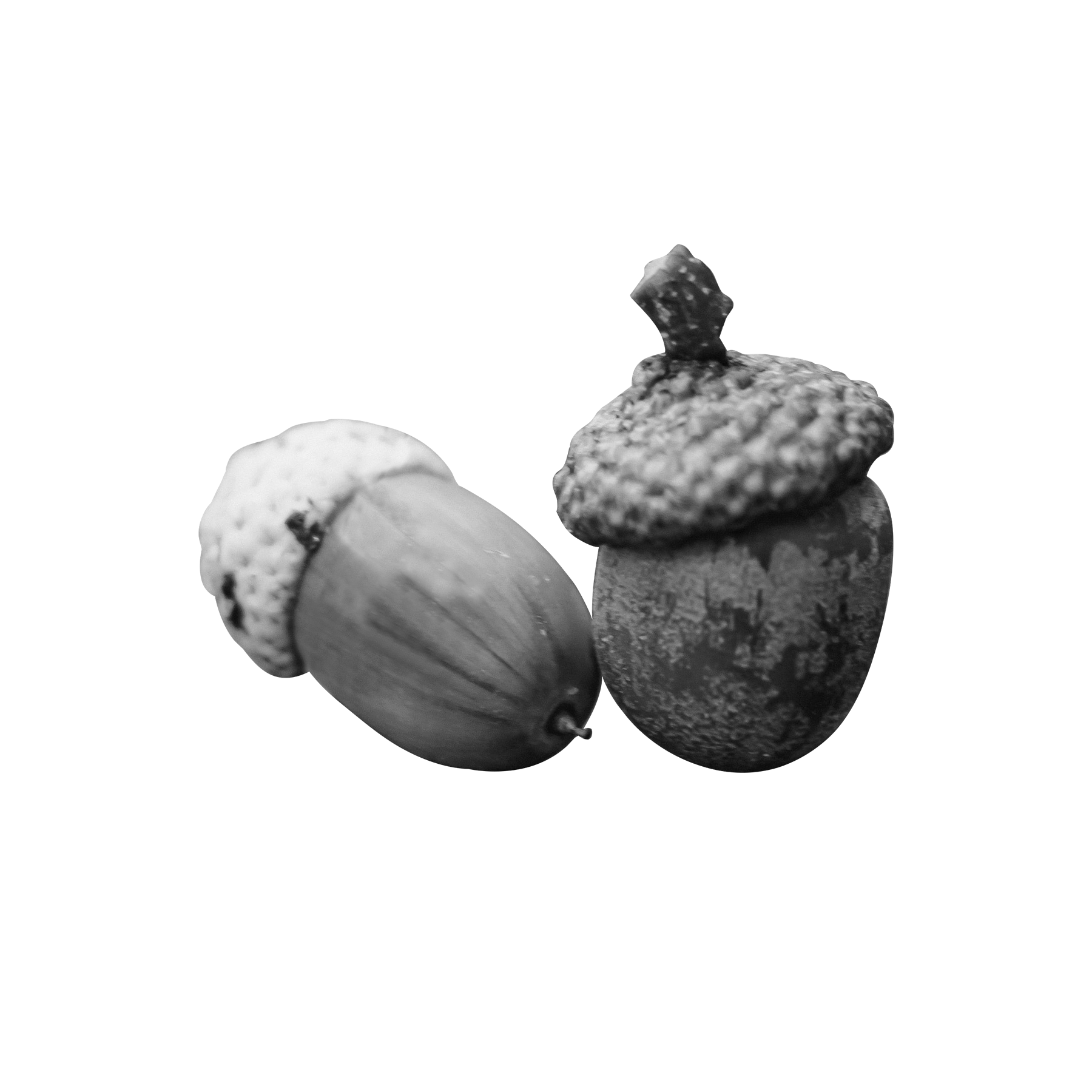 acorn