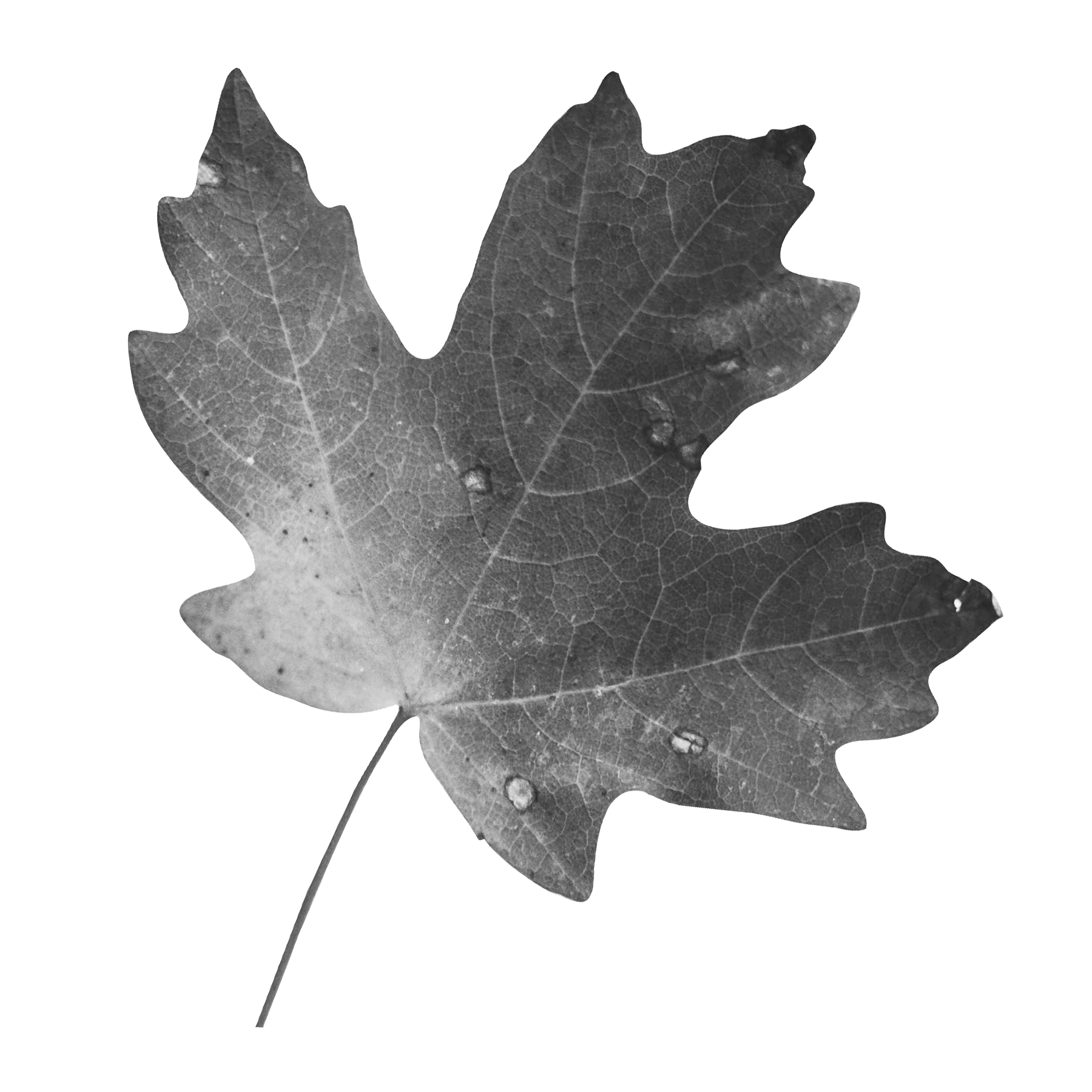 a maple leaf