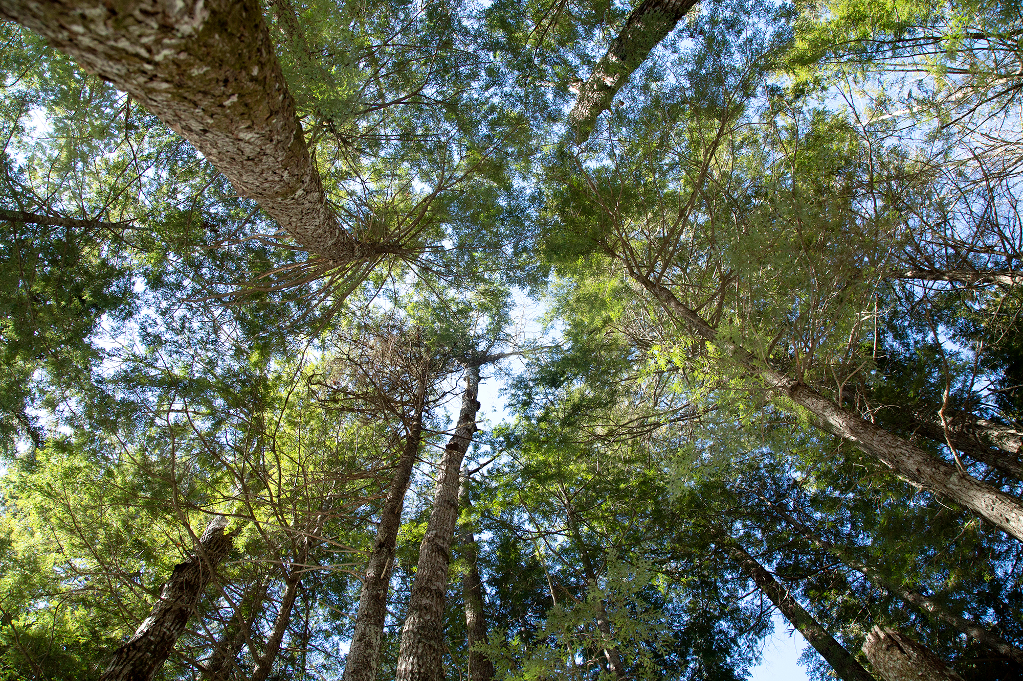 A green forest canopy and blue sky.